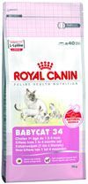 babycat_34.jpg