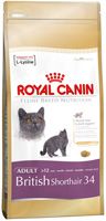 british_shorthair_34.jpg