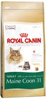 maine_coon_31.jpg